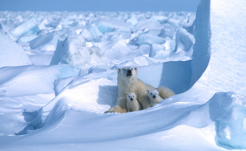 Polar bears in the snow.