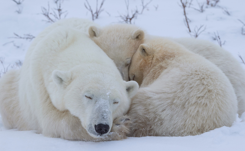 Polar bear and cubs sleeping.