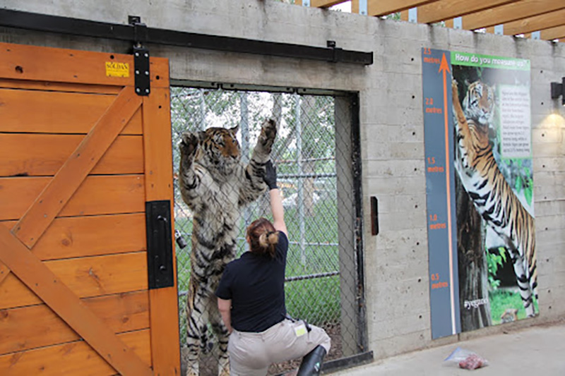 Zookeeper training tiger during Animal Talk