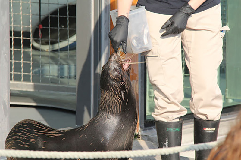 A zoo interpreter feeding a sea lion