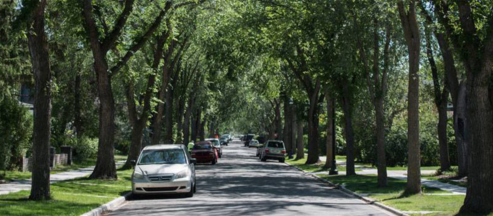 Mature Boulevard Trees help calm traffic speeds