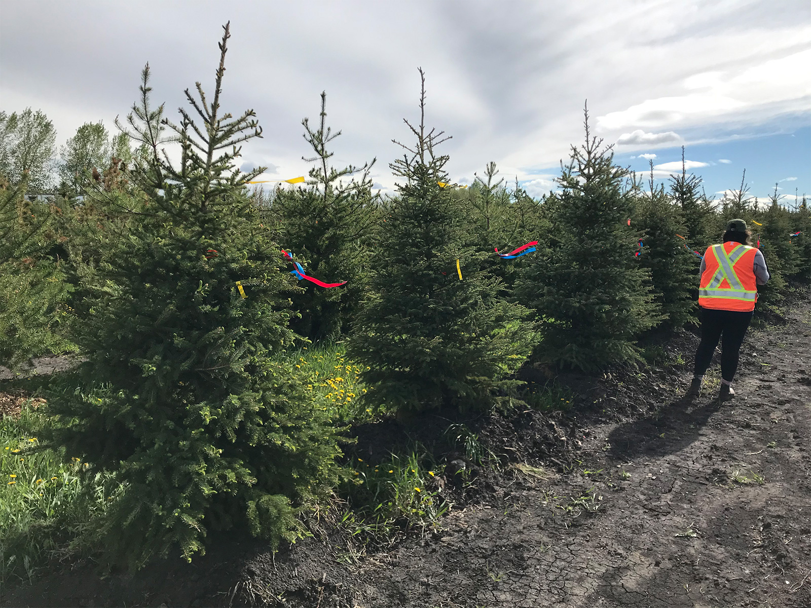 Trees being inspected and tagged at a local nursery 