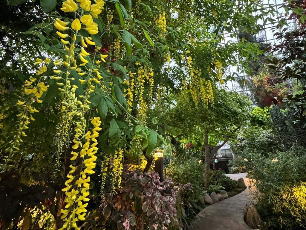 green and yellow flowers