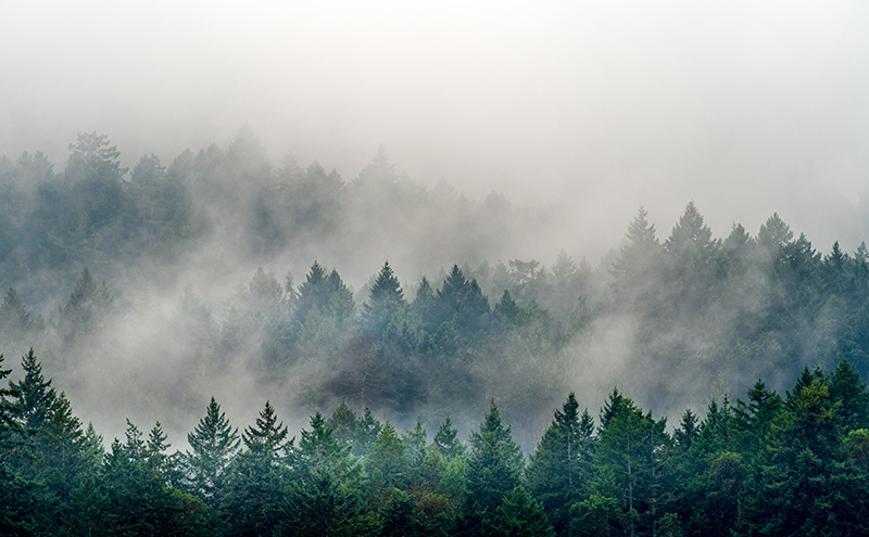 smoke coming out of a forest fire