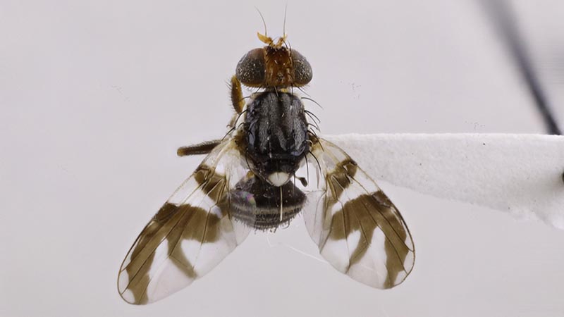 Apple Maggot Insect