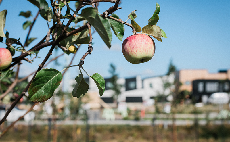Apple tree with housing in background in Blatchford.