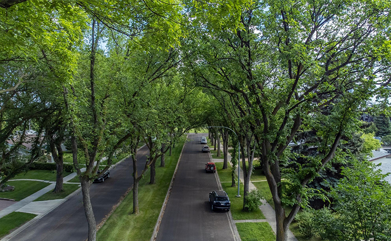 Maintained boulevard trees