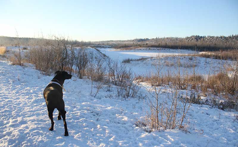 A dog without a leash in a field during winter.