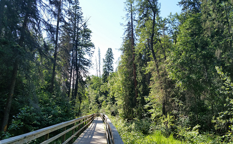 Photo of a boardwalk in a natural area.