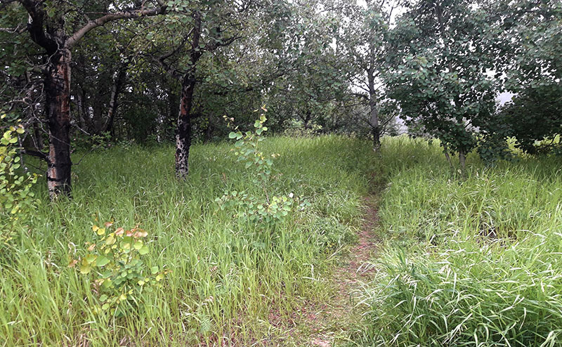 Trail running through a mature tree stand
