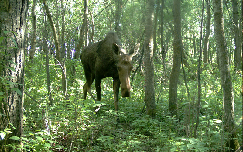 moose walking through forested area
