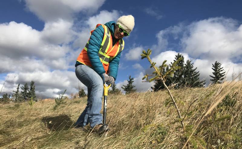 Volunteer digging a hole to plant a tree