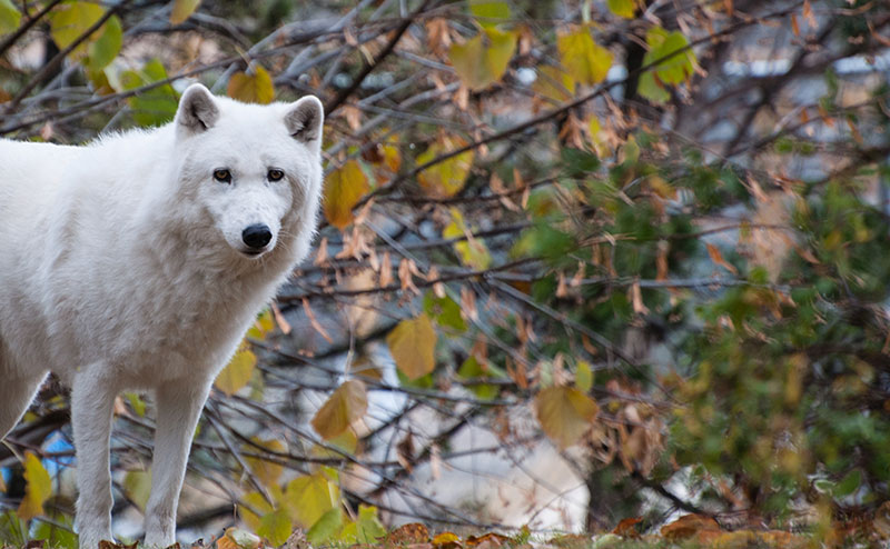An arctic wolf.