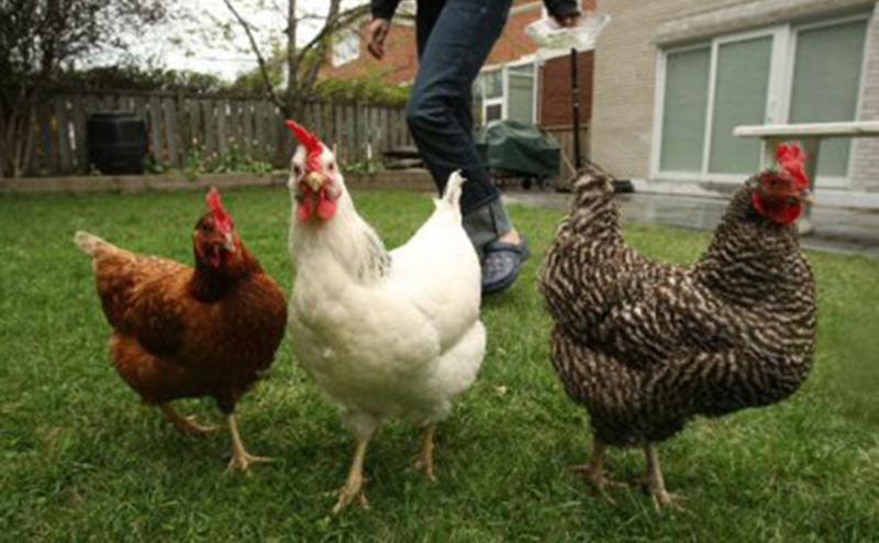 hens in a yard