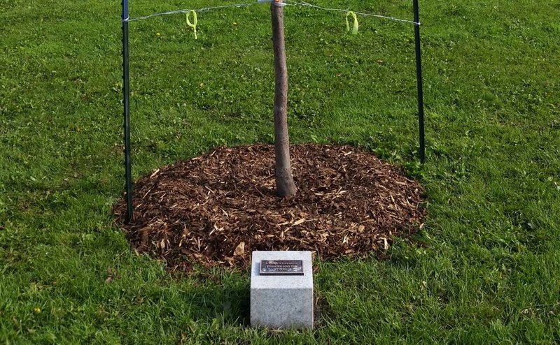 A photo of a commemorative tree