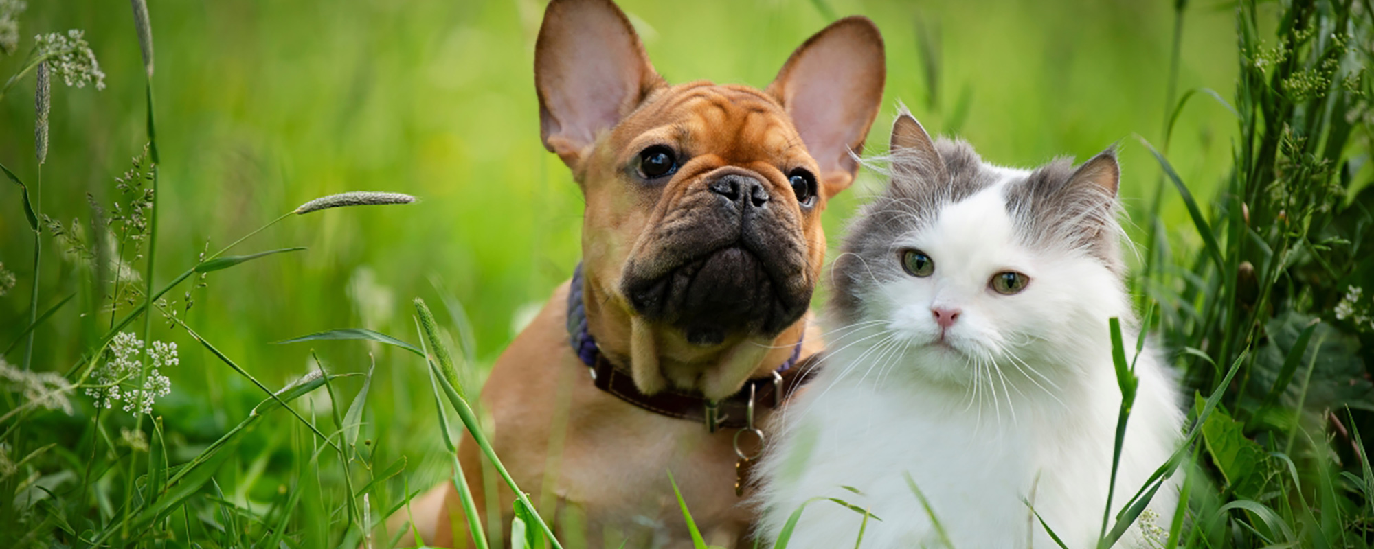 dog and kitten in grass