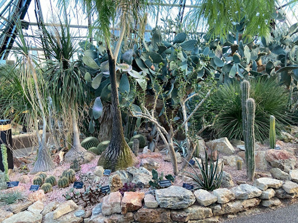cactus and other plants inside pyramid