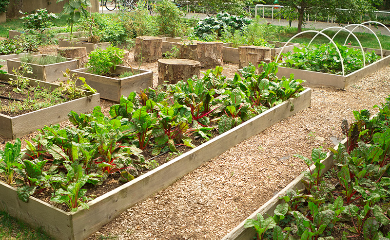 garden boxes with plants