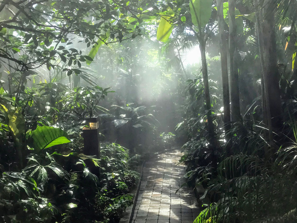 pathway among plants with mist in air