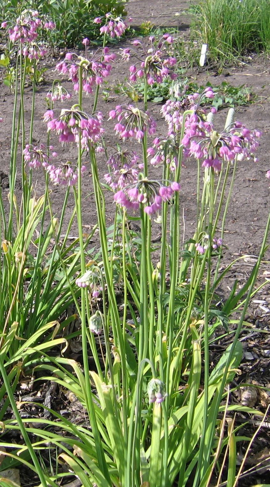 Allium Cernuum