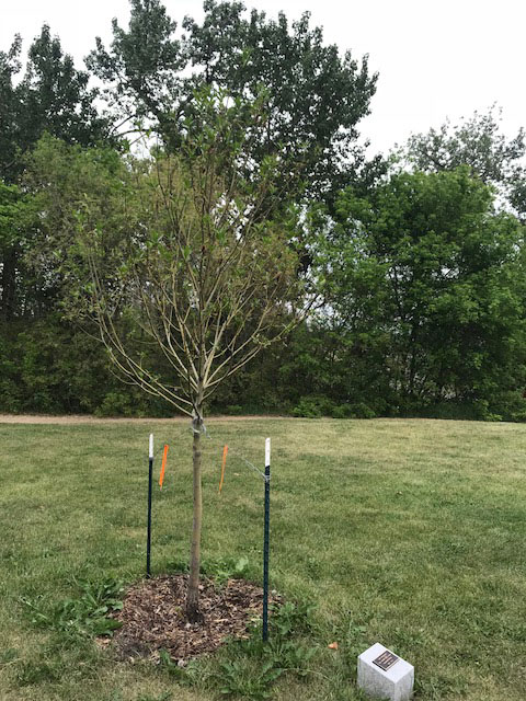 Completed Commemorative Tree