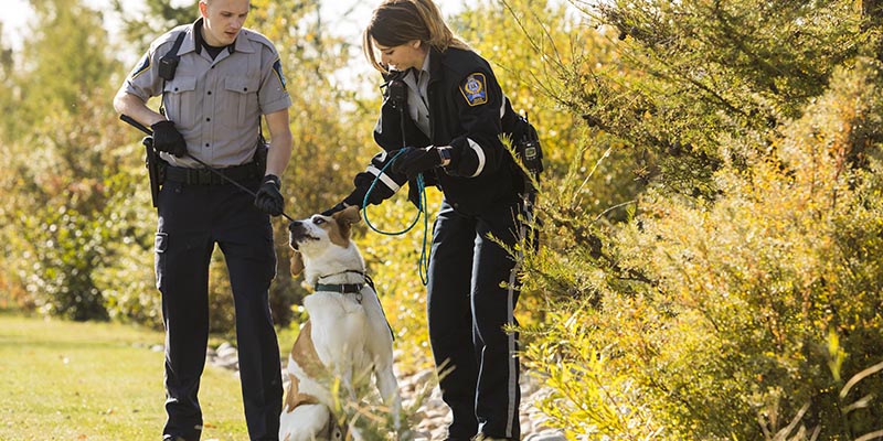 Animal control officers with dog