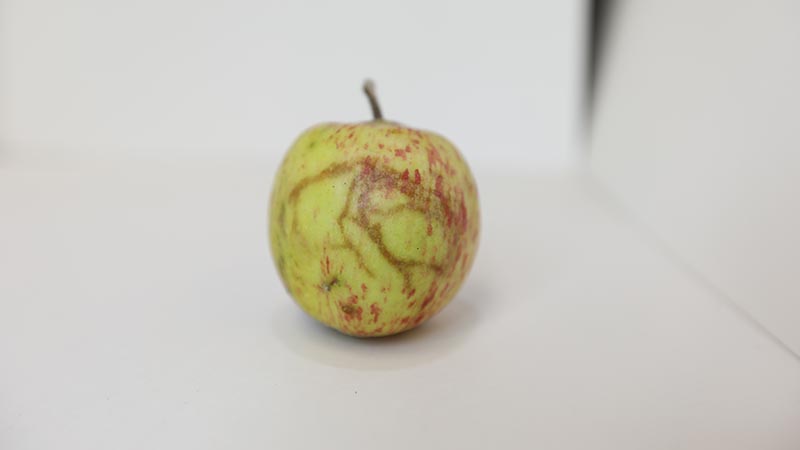 Apple Maggot channels on an apple