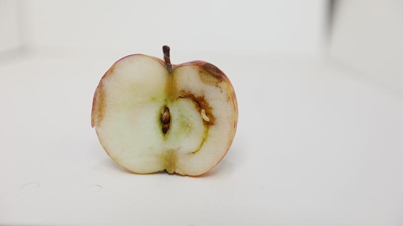 Apple Maggot feeding on pulp