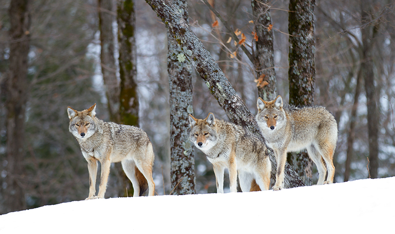 coyotes in snow