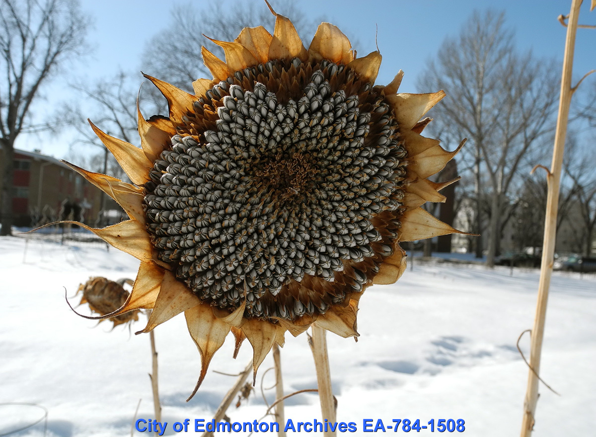 A sunflower in winter with dry petals and prominent sunflower seeds.