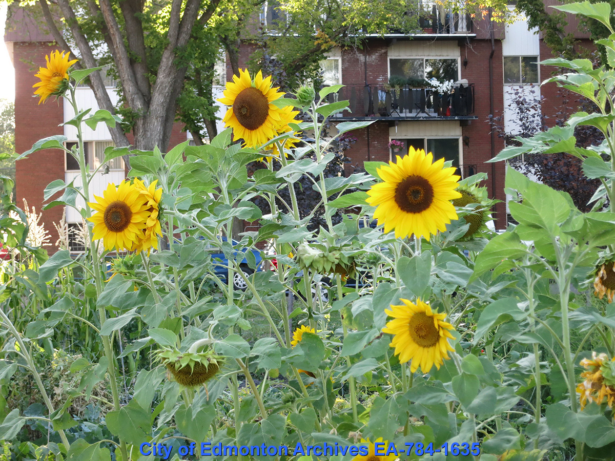 A garden containing several sunflowers.
