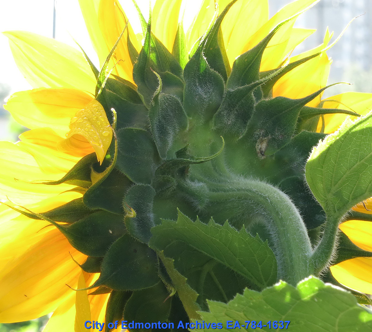 The backside of a sunflower, focusing on the stem rather than the flower's petals.