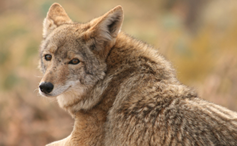 coyote