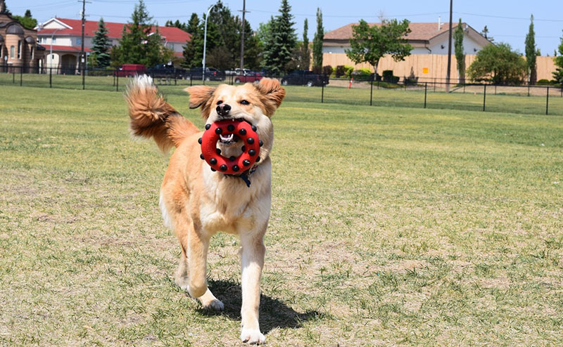 off leash 