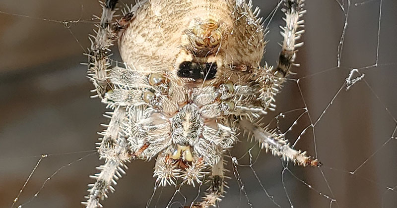 Orb Weaver Spider 