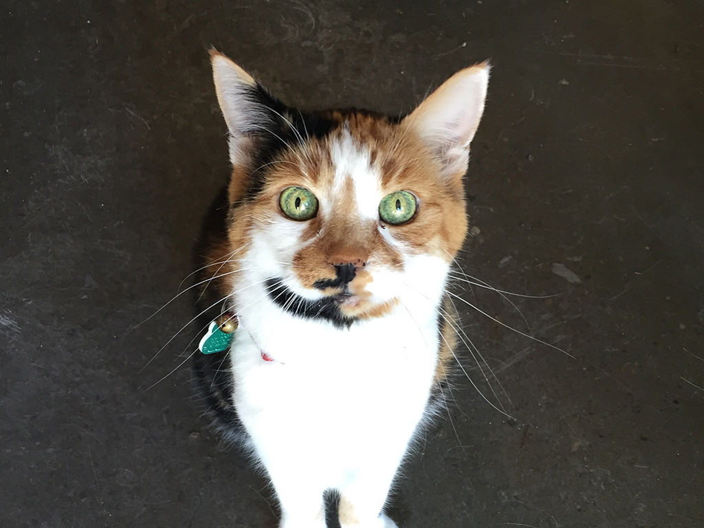 pet
