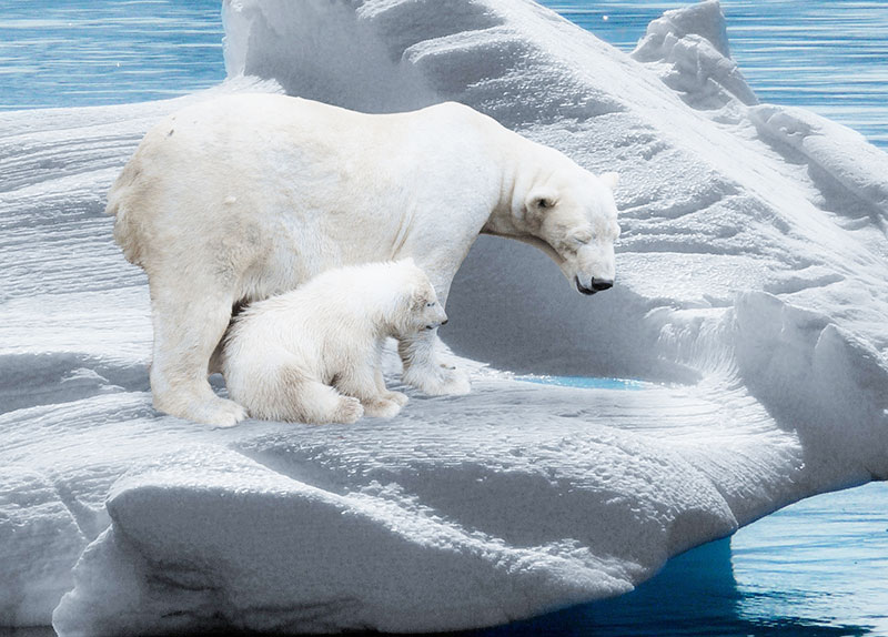 Polar bear and cub on the ice.