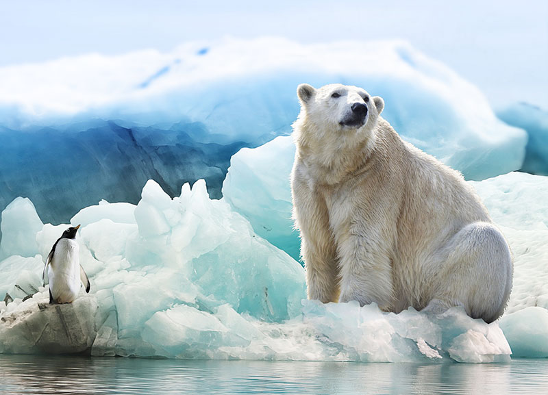 Polar Bears International City of Edmonton