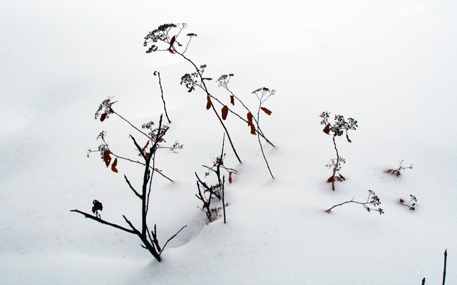 Plants That Hold On To Seeds In Winter
