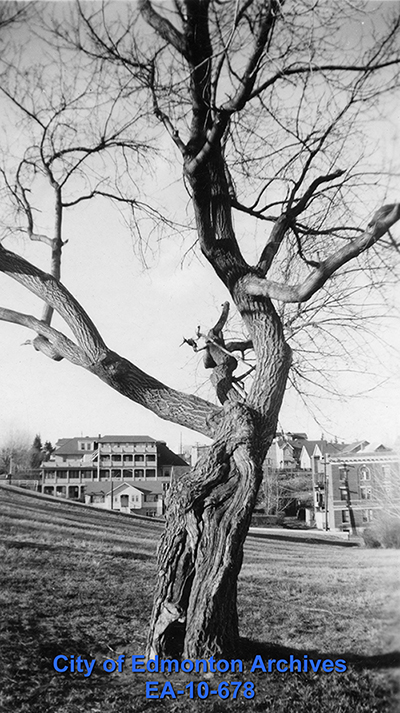 Hardisty's Tree in 1949