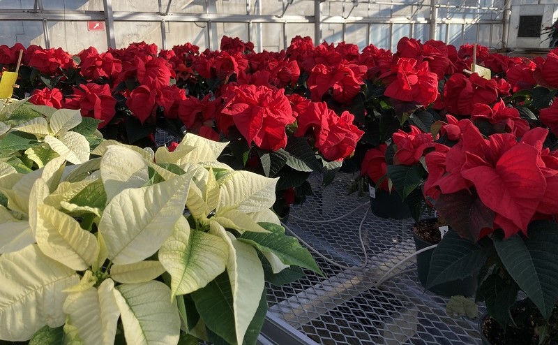rows of white and red poinsettias