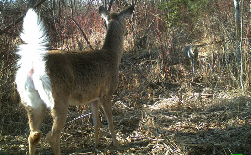 A deer confronting a coyote