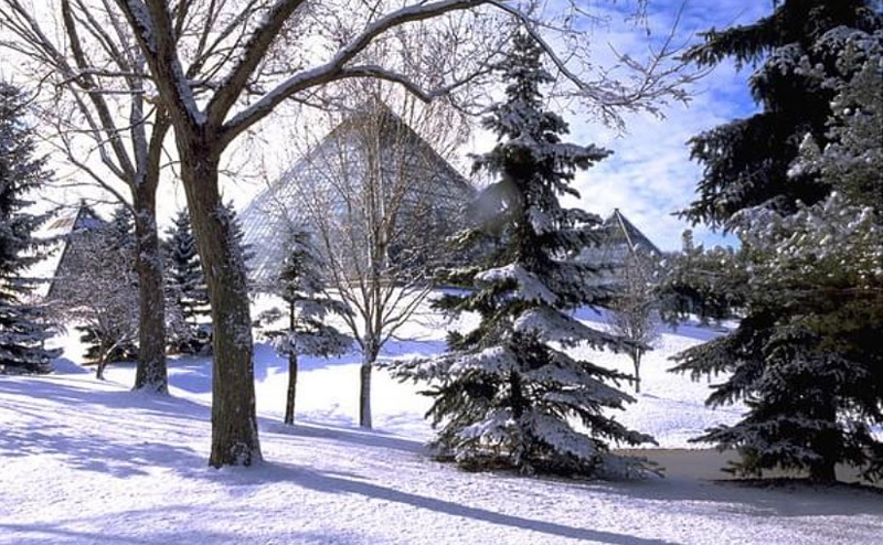 Muttart's pyramids amongst trees in winter.