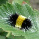 Image of a spotted tussock moth caterpillar