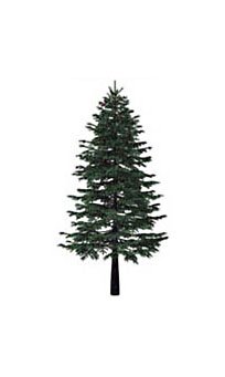 A drawing depicting a white spruce tree.