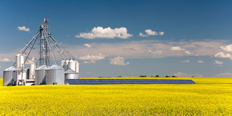 field with canola oil plants growing