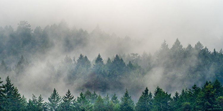 smoke coming out of forest
