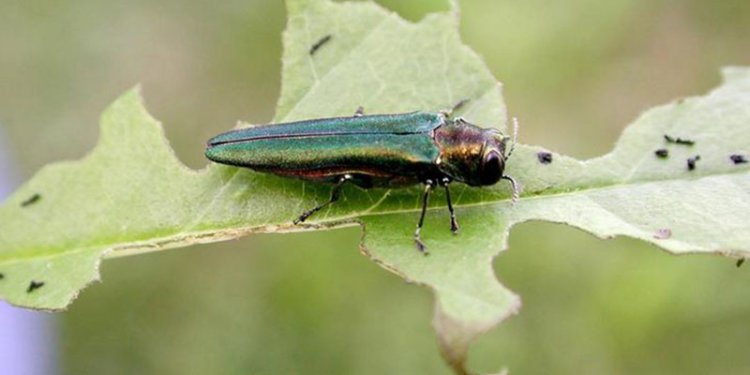 emerald ash borer bug 