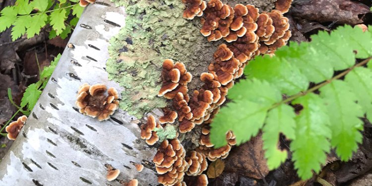 mushrooms on tree trunk