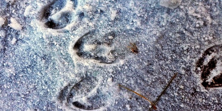 print fossils